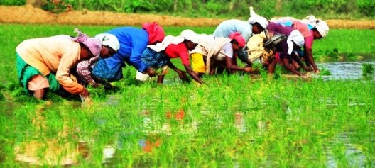 Andhra Pradesh Harita-Priya Agriculture Project wins 2016 WSIS Prize