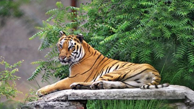 Pakke Tiger Reserve in Arunachal Pradesh wins 2016 India Biodiversity Award Pakke Tiger Reserve in Arunachal Pradesh wins 2016 India Biodiversity Award