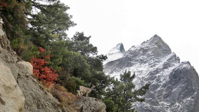 Uttarakhand High Court bans construction near glaciers in Uttarakhand Uttarakhand High Court bans construction near glaciers in Uttarakhand