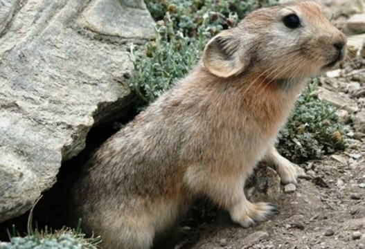 New species of pika named Ochotona sikimaria discovered in Sikkim New species of pika named Ochotona sikimaria discovered in Sikkim