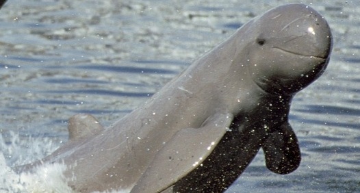 National waterways project threatens Gangetic dolphins National waterways project threatens Gangetic dolphins