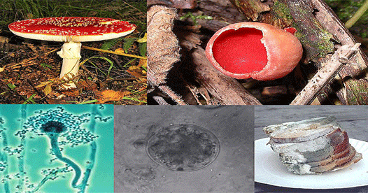 Scientists identify fungus that eats plastic Scientists identify fungus that eats plastic