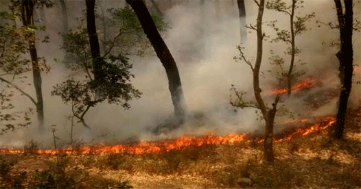In a first, Uttarakhand deploys drones to monitor forest fires