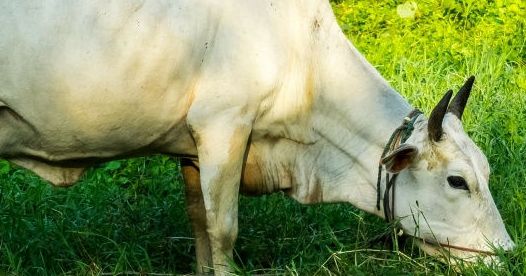 Cows to have Aadhaar like ID