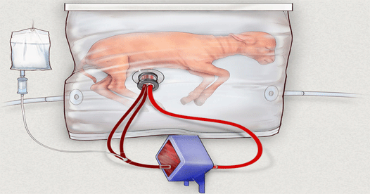 Scientists create ‘Artificial Womb’