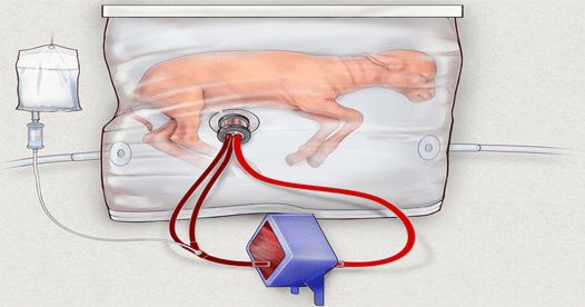 Scientists create ‘Artificial Womb’ Scientists create ‘Artificial Womb’