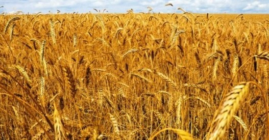 FAO calls for International collaboration on Wheat rust