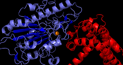 Scientists ‘unmask’ superbug-shielding protein