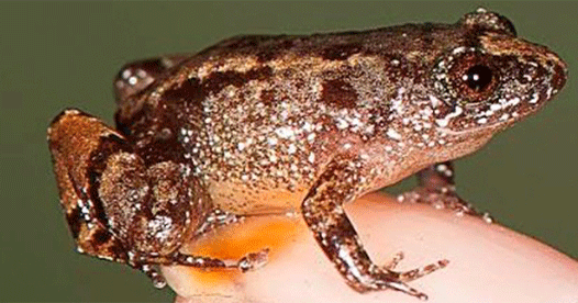 Scientists discover four new miniature frog species in Western Ghats