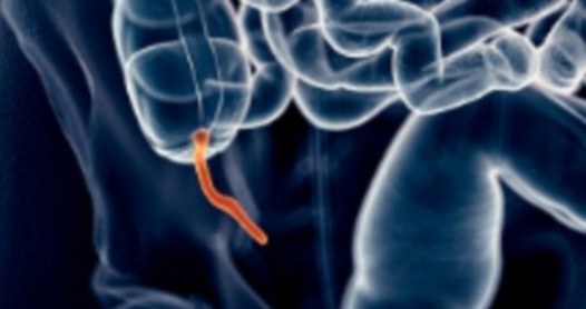 US Researchers discover the function of human appendix US Researchers discover the function of human appendix
