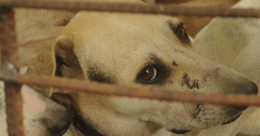 Government releases draft Prevention of Cruelty to Animals (Dog Breeding and Marketing) Rules, 2016