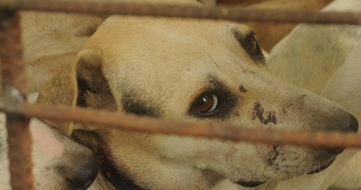 Government releases draft Prevention of Cruelty to Animals (Dog Breeding and Marketing) Rules, 2016 Government releases draft Prevention of Cruelty to Animals (Dog Breeding and Marketing) Rules, 2016
