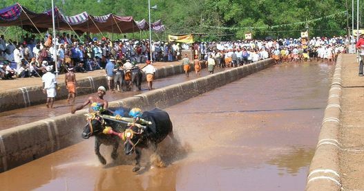 Karnataka government to amend law for conducting Kambala Karnataka government to amend law for conducting Kambala
