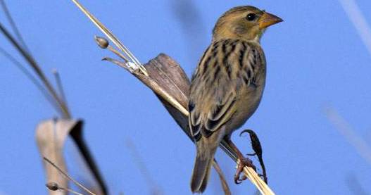 Bombay Natural History Society launches climate change programme in Central Himalayas Bombay Natural History Society launches climate change programme in Central Himalayas