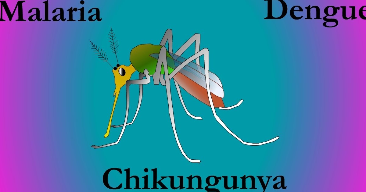 IMD to release Malaria and Chikungunya Alerts IMD to release Malaria and Chikungunya Alerts