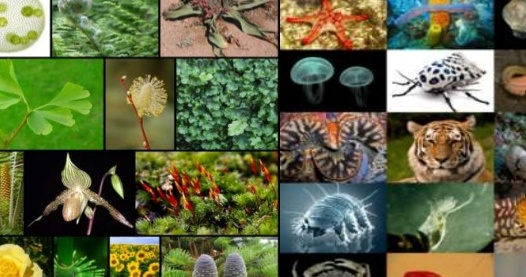 India’s biodiversity rich increases by 499 species India’s biodiversity rich increases by 499 species