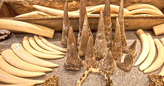 WCCB’s Operation Thunderbird and Operation Save Kurma for fight against wildlife crime