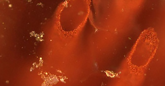 World’s oldest fossils discovered in Quebec, Canada World’s oldest fossils discovered in Quebec, Canada