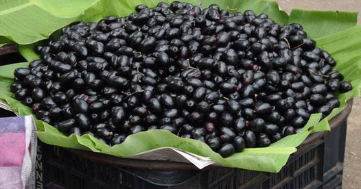 Scientists at IIT Create Low Cost Solar Cells using Jamun