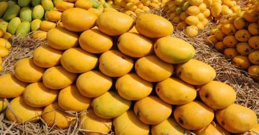 Banganapalle Mango of Andhra Pradesh gets GI Tag Banganapalle Mango of Andhra Pradesh gets GI Tag