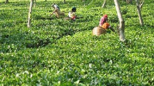 Chiefs for Coffee and Tea Boards Appointed Chiefs for Coffee and Tea Boards Appointed